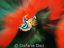 Pyjama Slug taken in Nuweiba, Egypt in April 06 with an O... by Stefanie Diez 